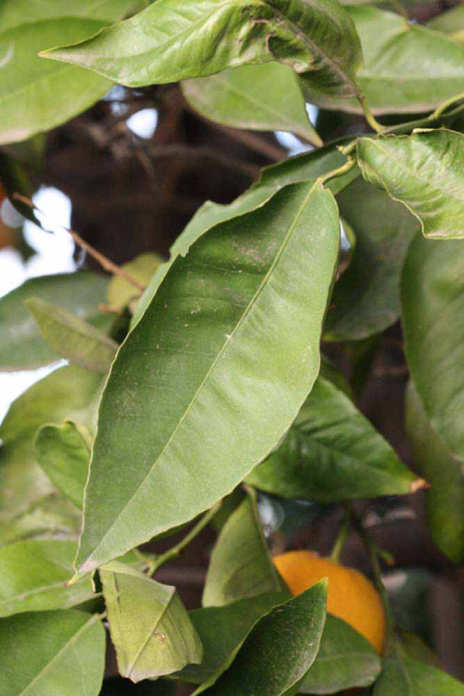            Sun leaves (Riverside, CA)   